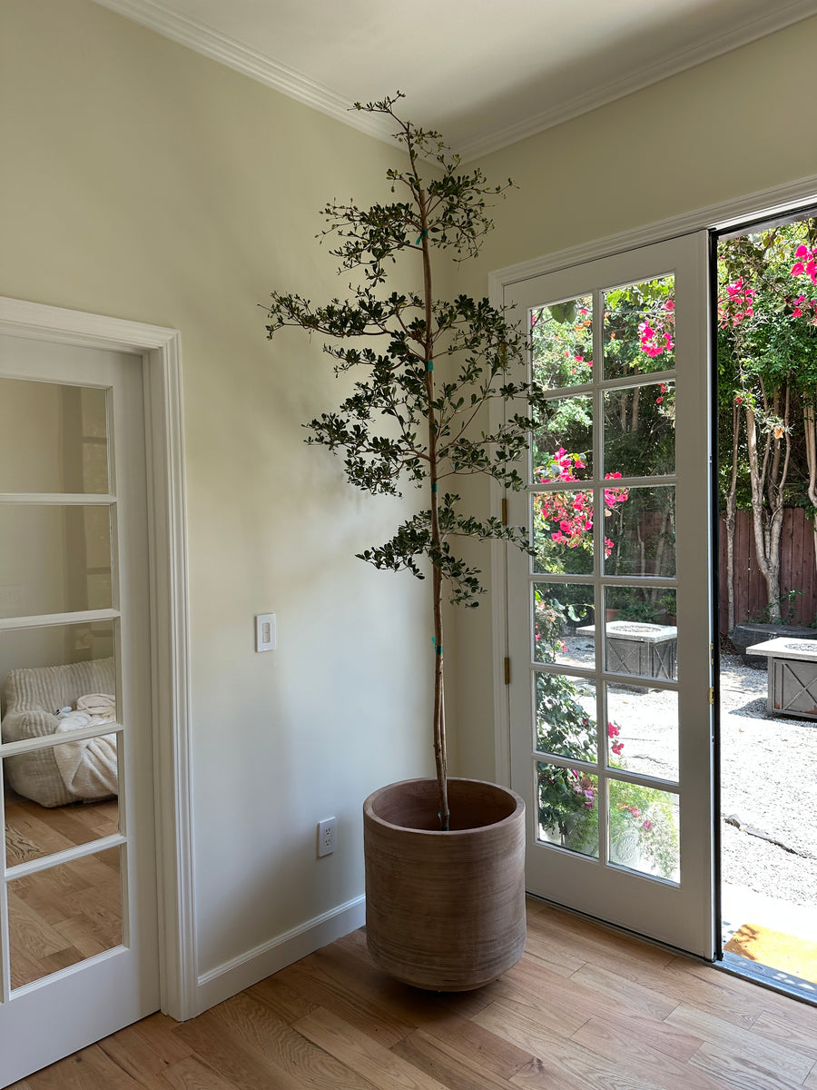 8-10ft Black Olive Tree – Conscious Garden