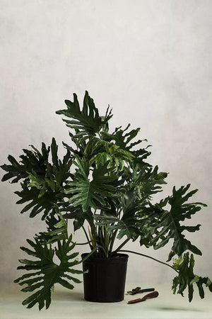 Large Plant Bundle - $888