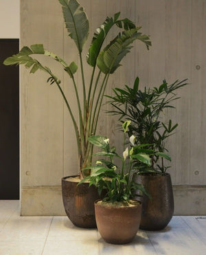 Medium Plant Bundle: $555