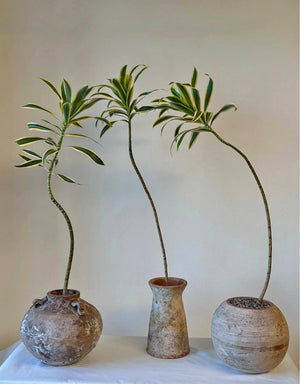 Specialty Pots