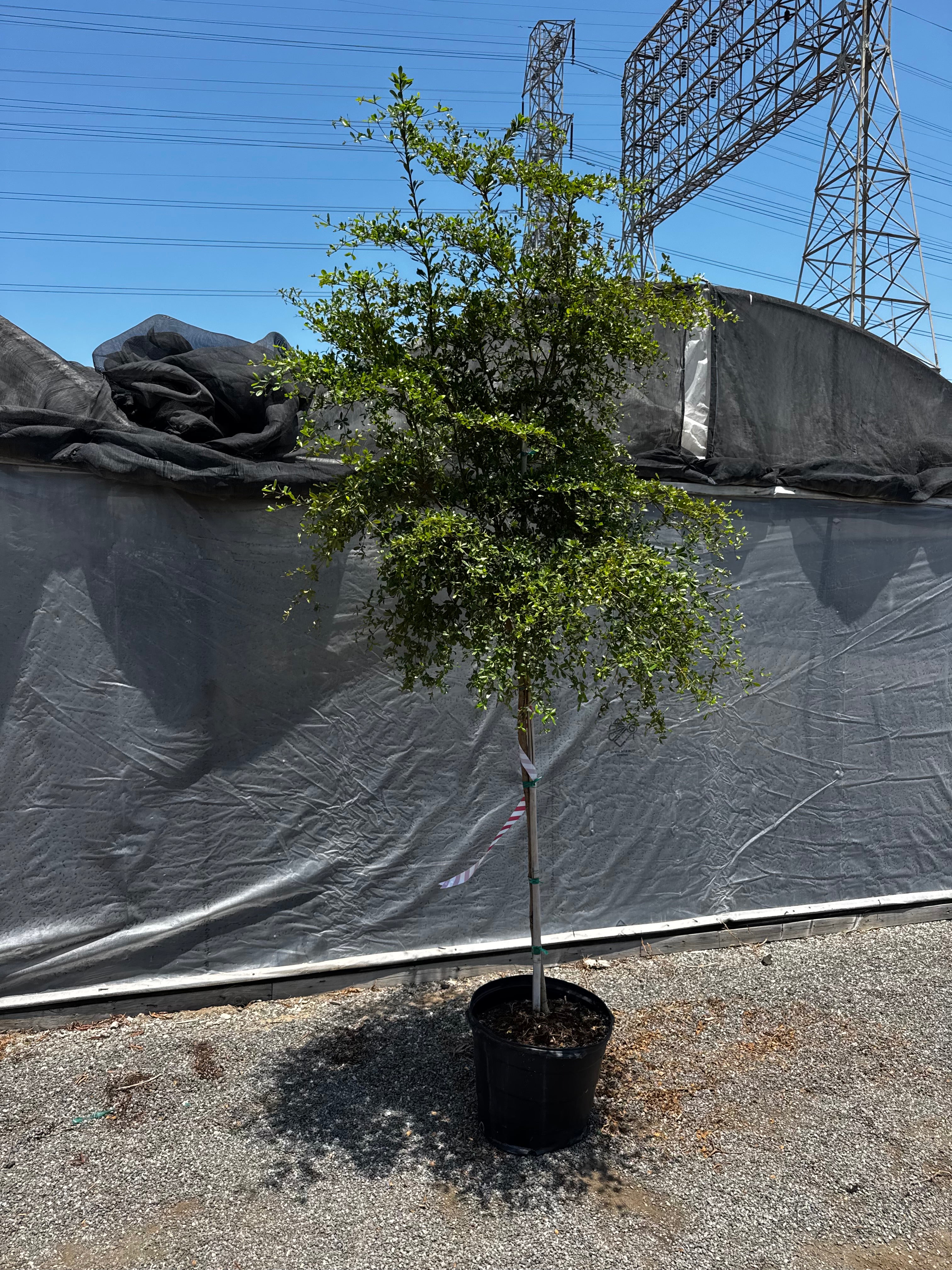 8-10ft Black Olive Tree