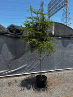 Load image into Gallery viewer, 8-10ft Black Olive Tree
