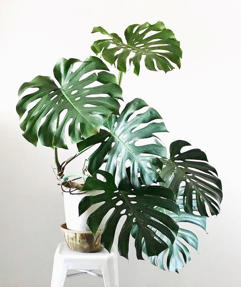 Medium Plant Bundle