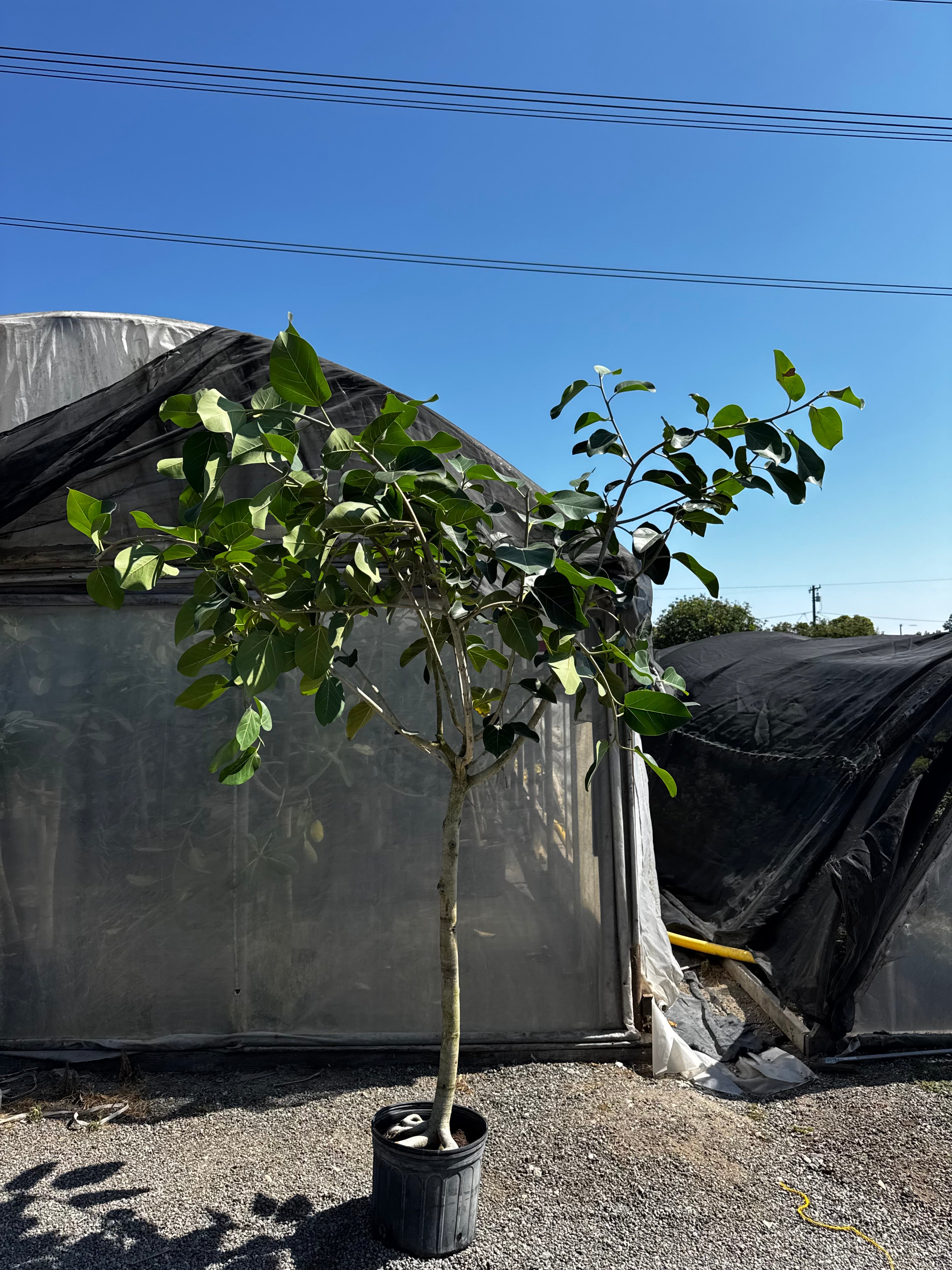 Large 8ft Ficus Audrey