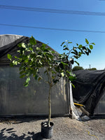 Load image into Gallery viewer, Large 8ft Ficus Audrey
