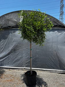 8-10ft Black Olive Tree