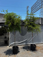 Load image into Gallery viewer, 8-10ft Black Olive Tree
