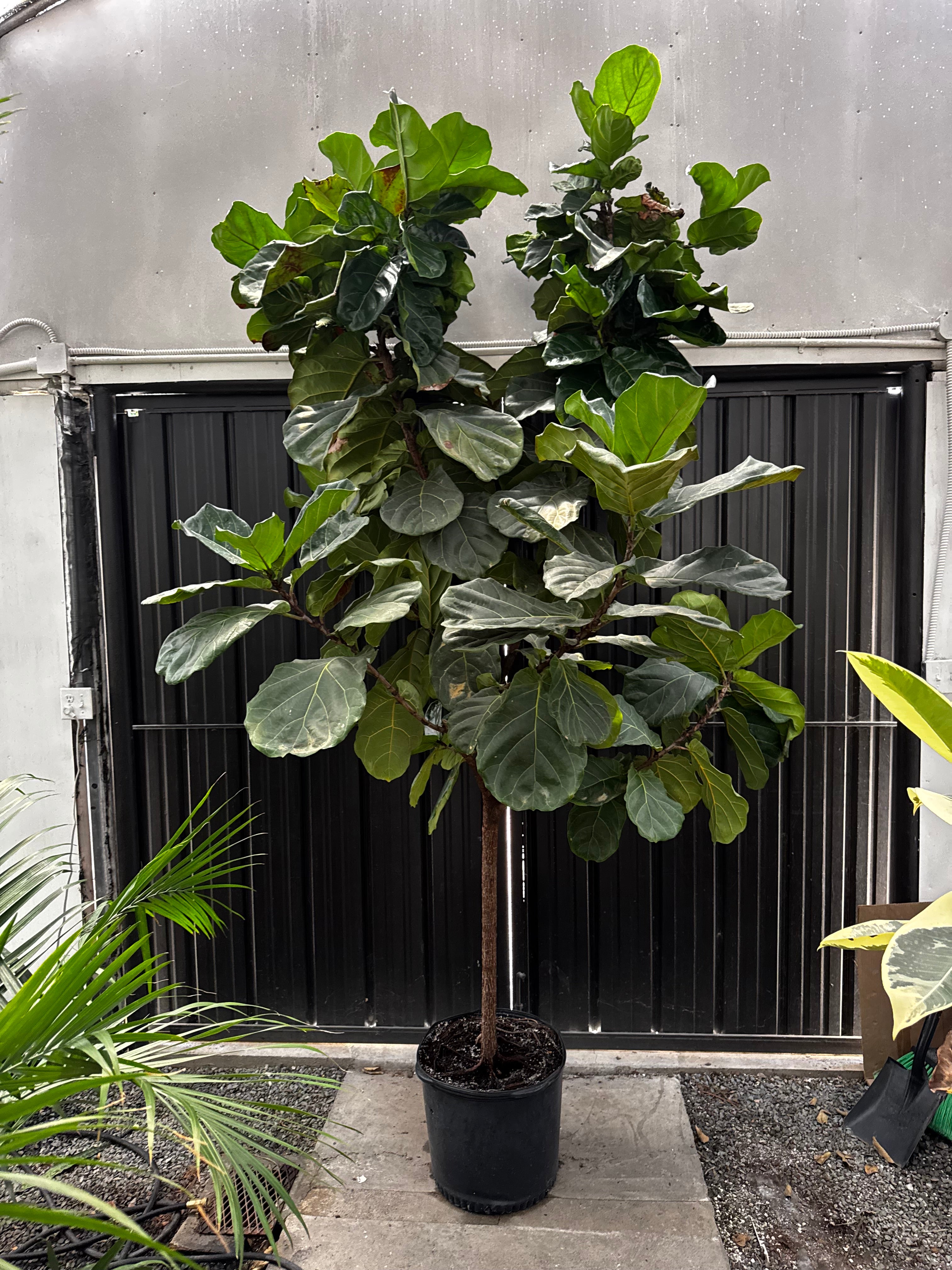 Large 10ft Lollipop Fiddle Leaf Fig Tree