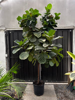 Load image into Gallery viewer, Large 10ft Lollipop Fiddle Leaf Fig Tree
