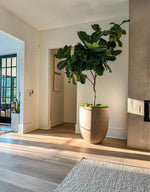 Load image into Gallery viewer, Large 10ft Lollipop Fiddle Leaf Fig Tree
