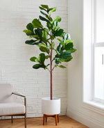 Load image into Gallery viewer, Large 8ft Fiddle Leaf Fig Tree
