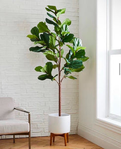 Large 8ft Fiddle Leaf Fig Tree