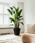 Load image into Gallery viewer, Large 6-8ft Birds of Paradise
