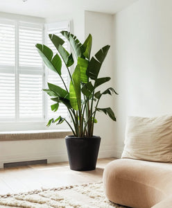 Large 6-8ft Birds of Paradise