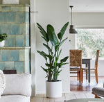 Load image into Gallery viewer, Large 6-8ft Birds of Paradise
