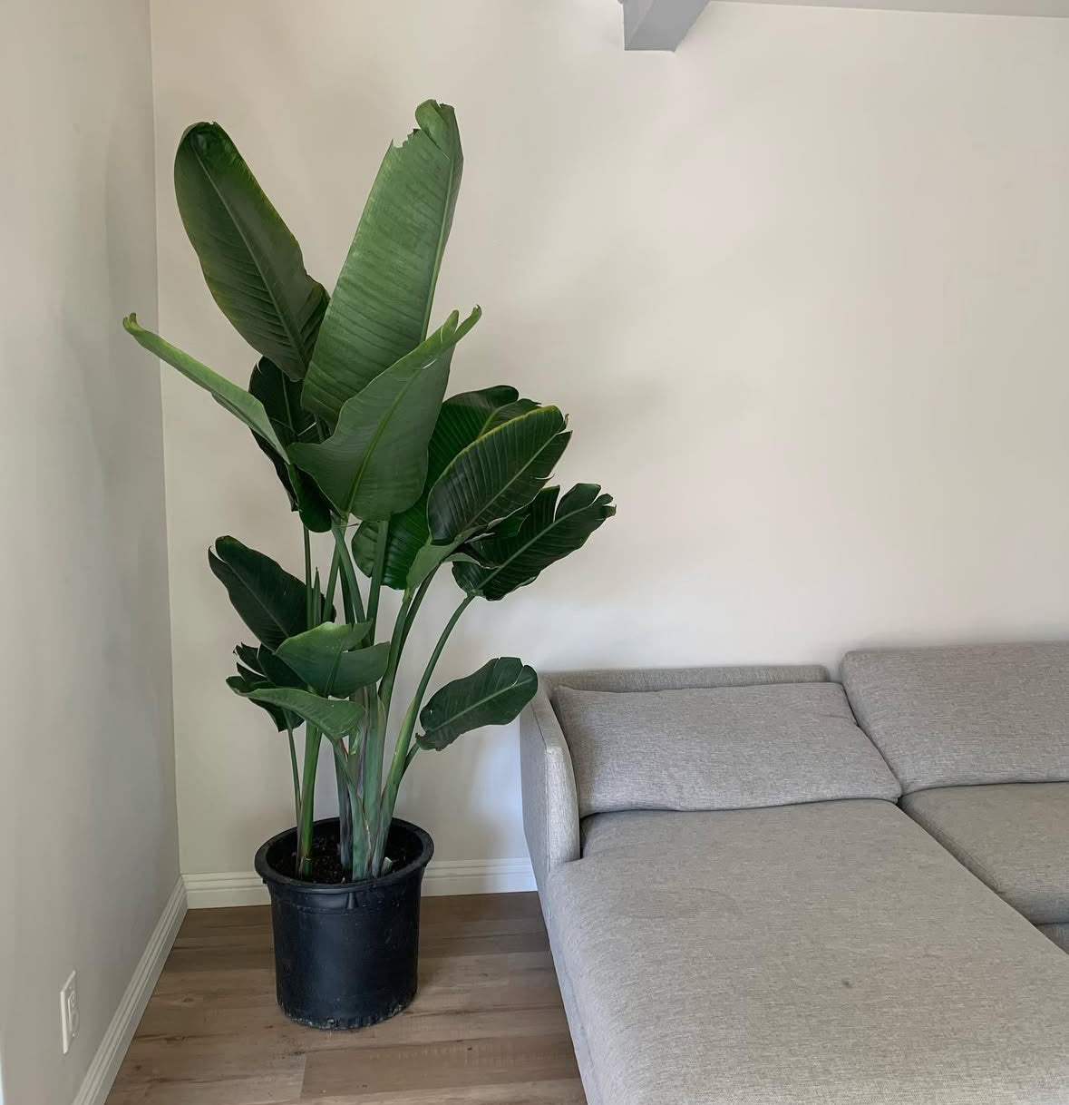 Large 6-8ft Birds of Paradise