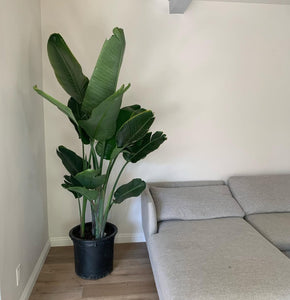 Large 6-8ft Birds of Paradise