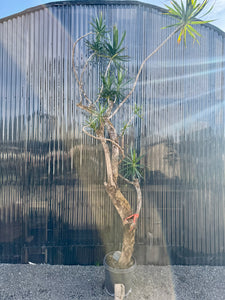10ft Dracaena Marginata