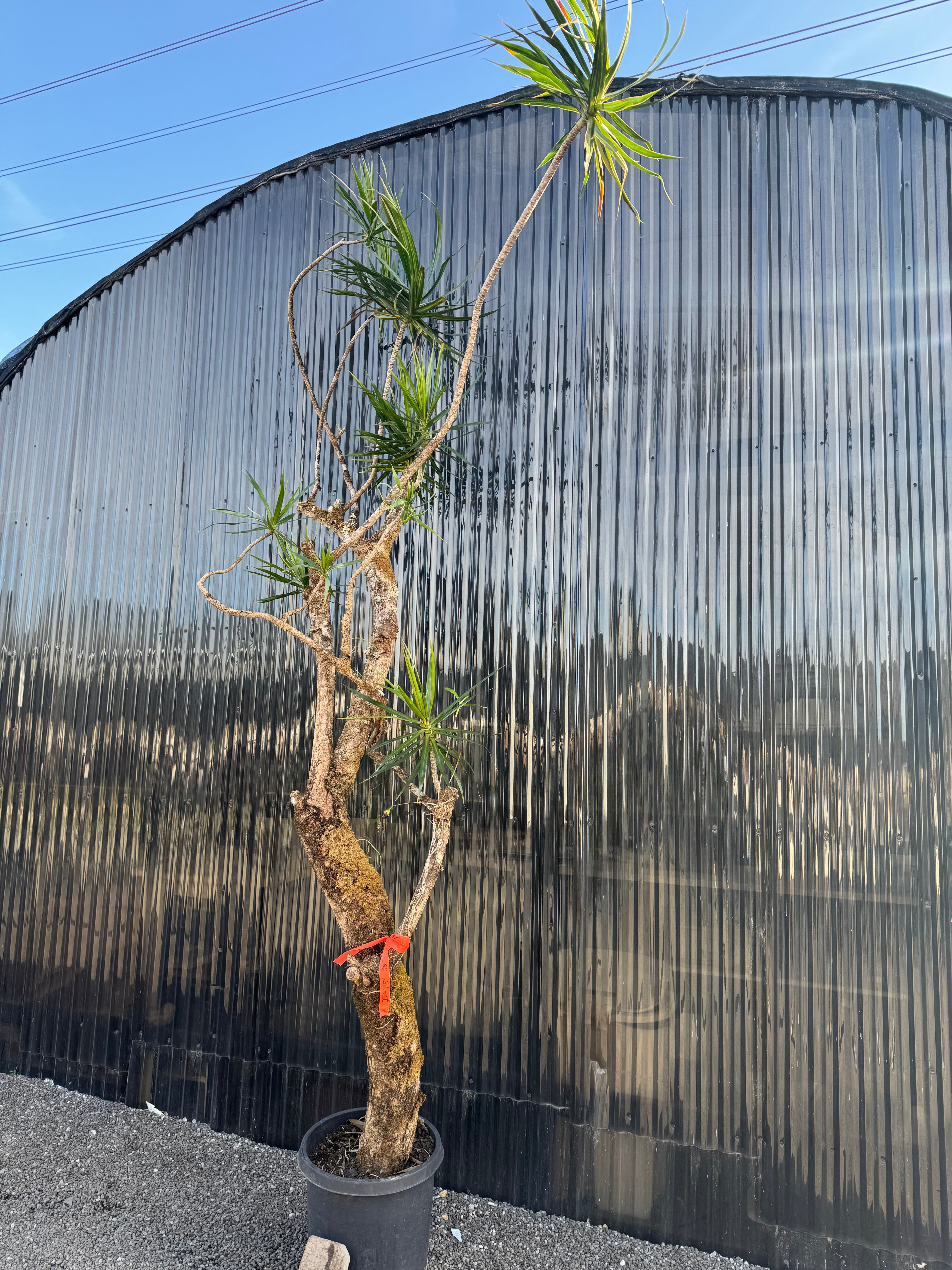10ft Dracaena Marginata