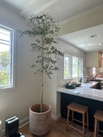 Load image into Gallery viewer, 8-10ft Black Olive Tree
