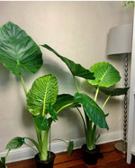 Load image into Gallery viewer, 5ft Alocasia Elephant Ear
