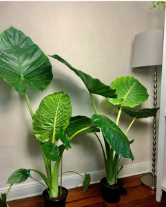 5ft Alocasia Elephant Ear