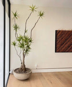 Load image into Gallery viewer, 10ft Dracaena Marginata
