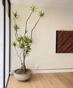 10ft Dracaena Marginata