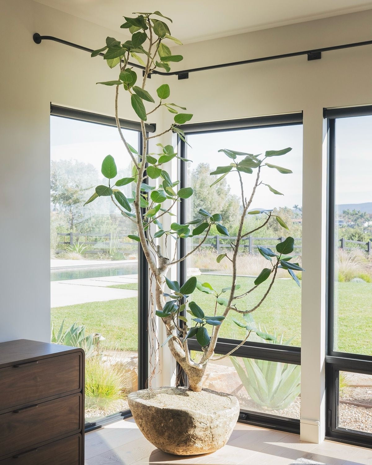 Large 8ft Ficus Audrey