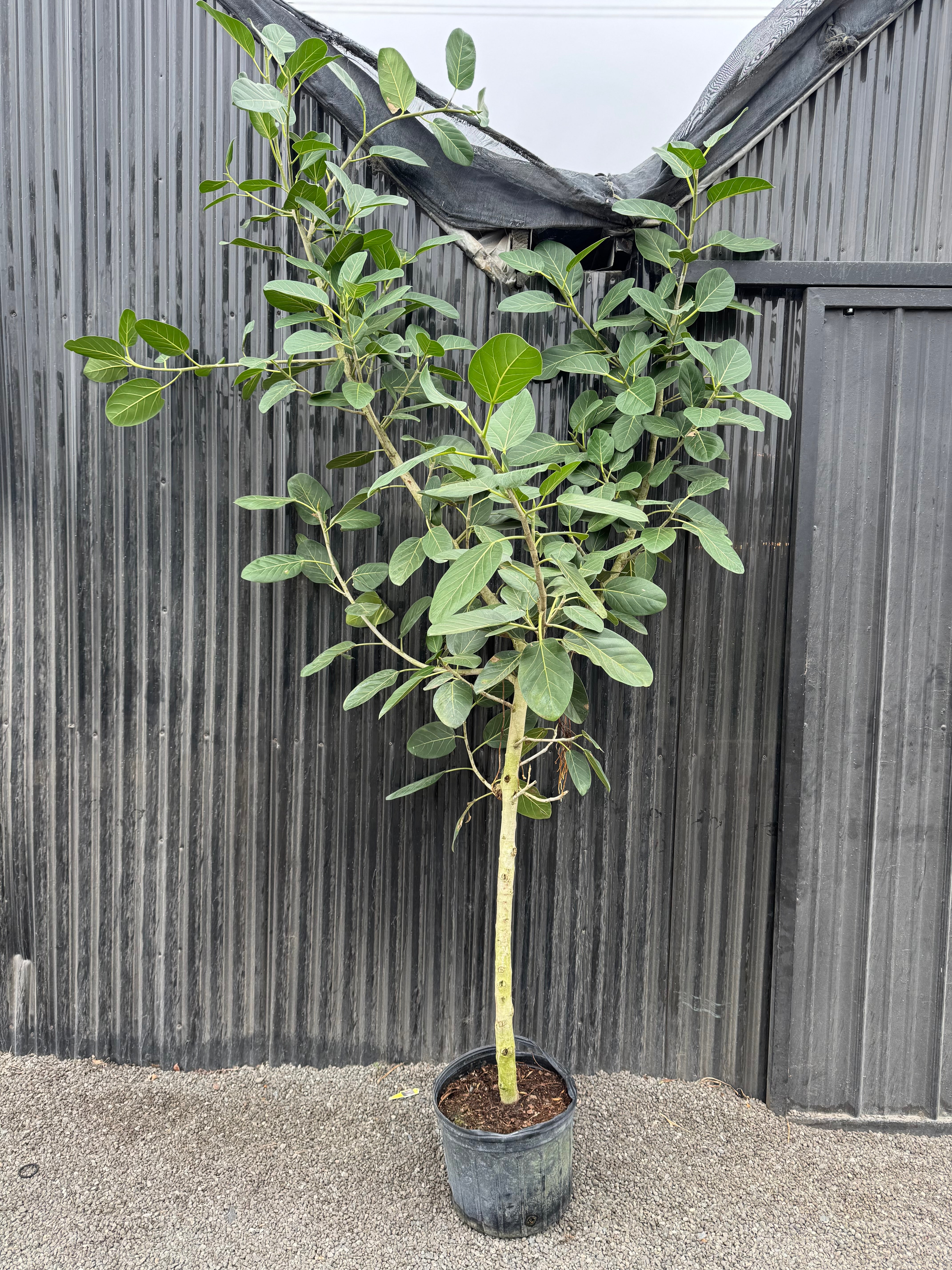 Large 8ft Ficus Audrey