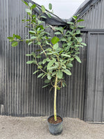 Load image into Gallery viewer, Large 8ft Ficus Audrey
