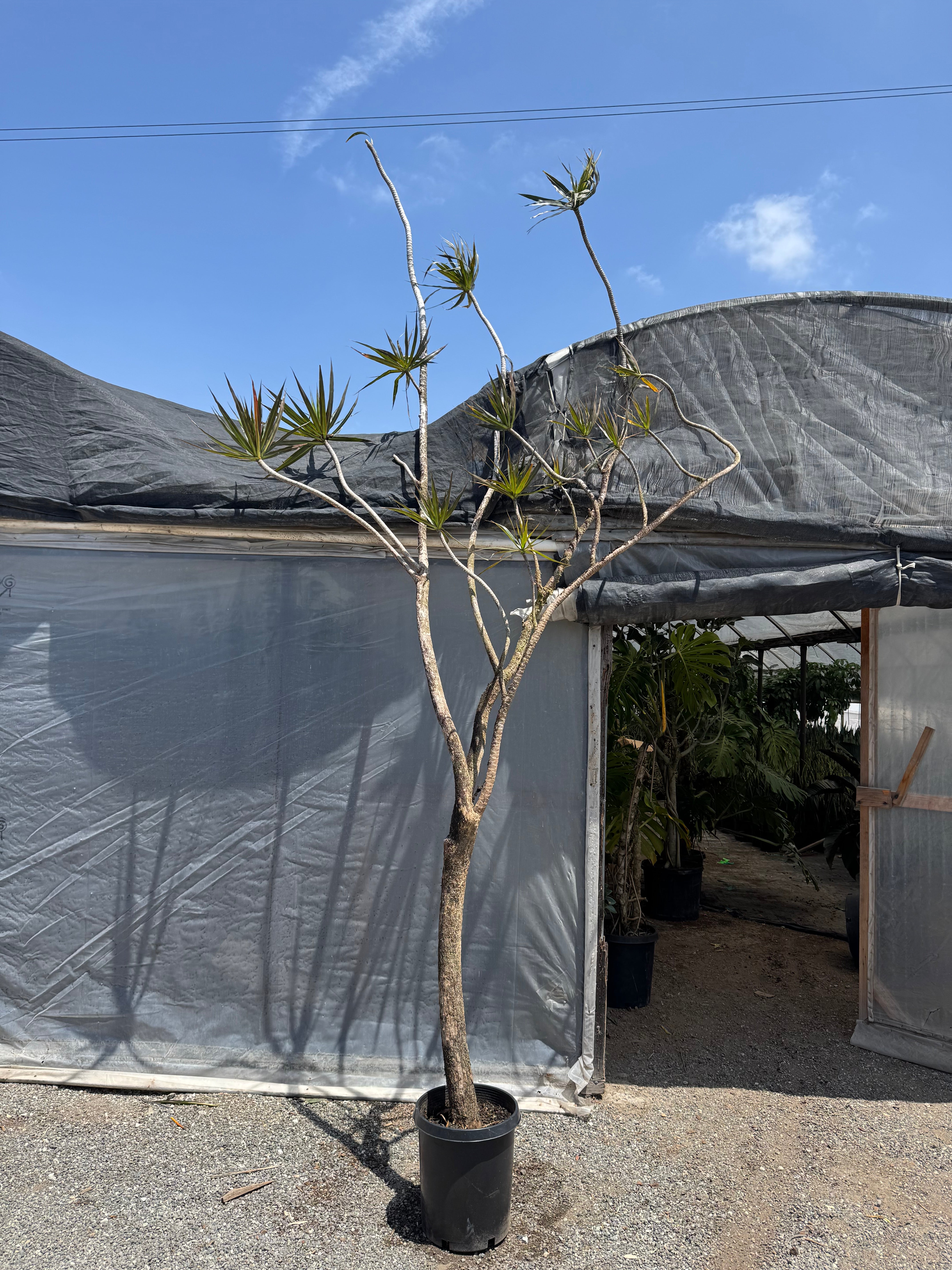 10ft Dracaena Marginata