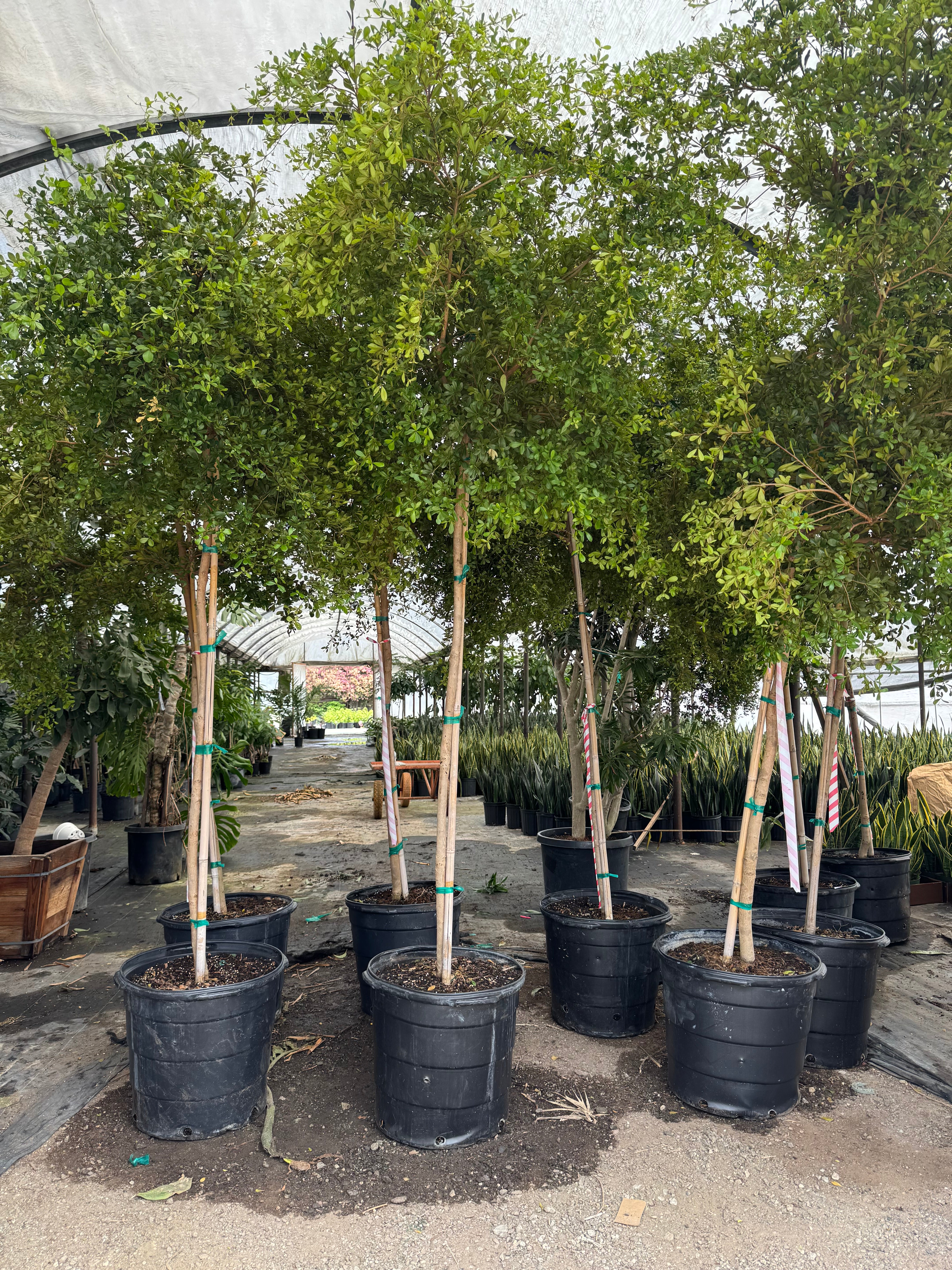 8-10ft Black Olive Tree