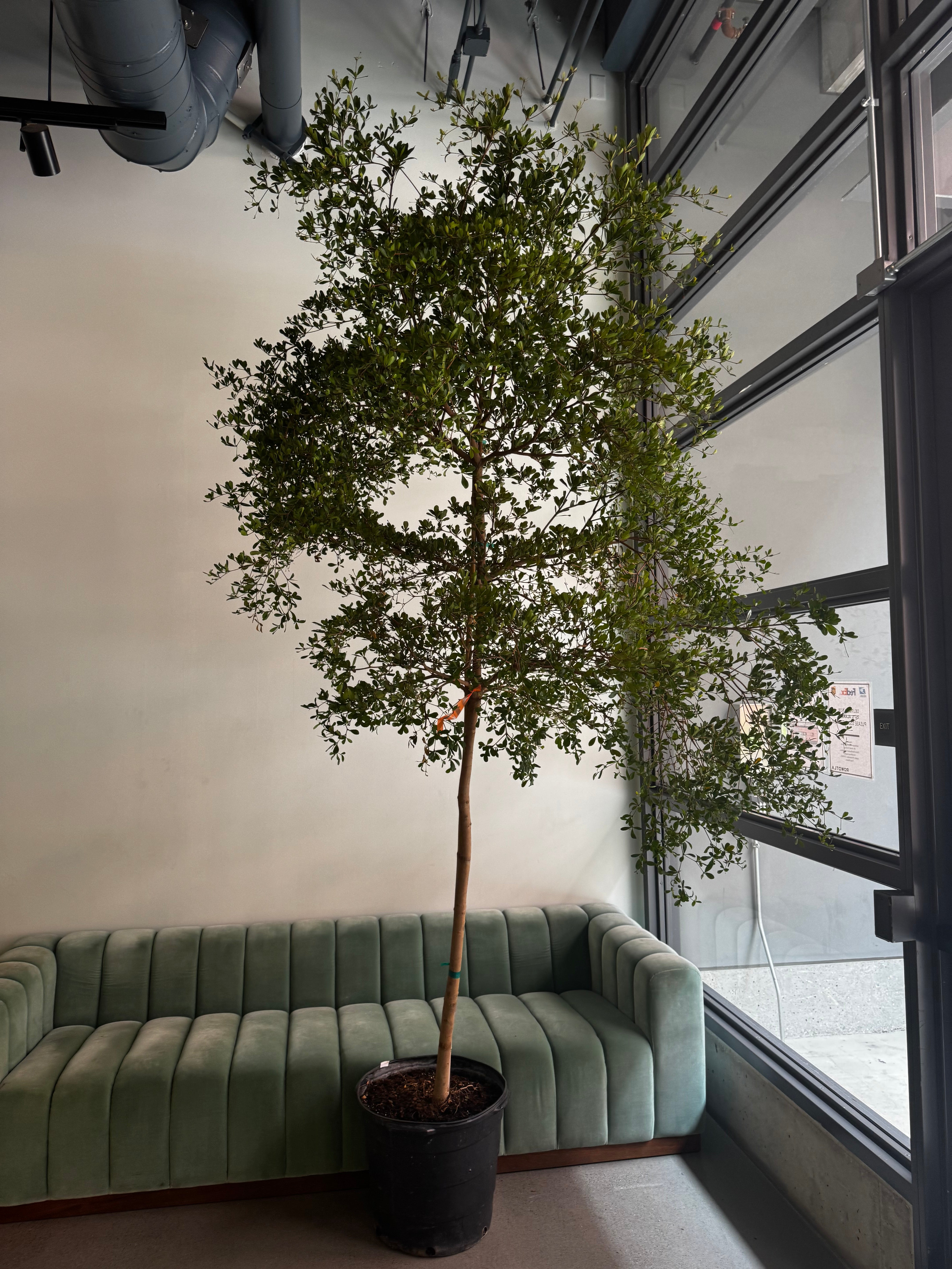 10-12ft Black Olive Trees