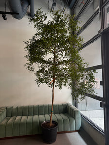 10-12ft Black Olive Trees