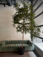 Load image into Gallery viewer, 10-12ft Black Olive Trees
