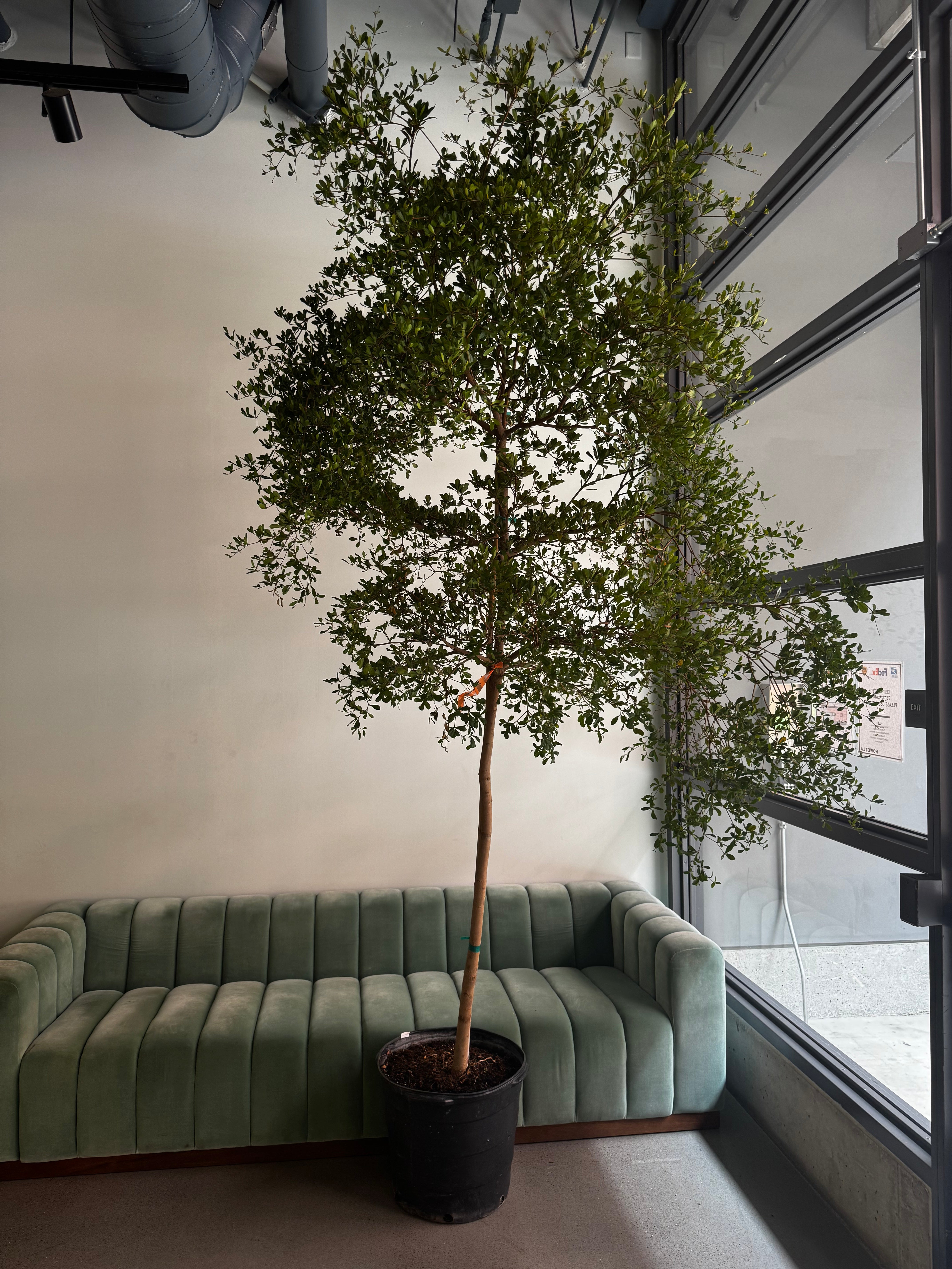 10-12ft Black Olive Trees