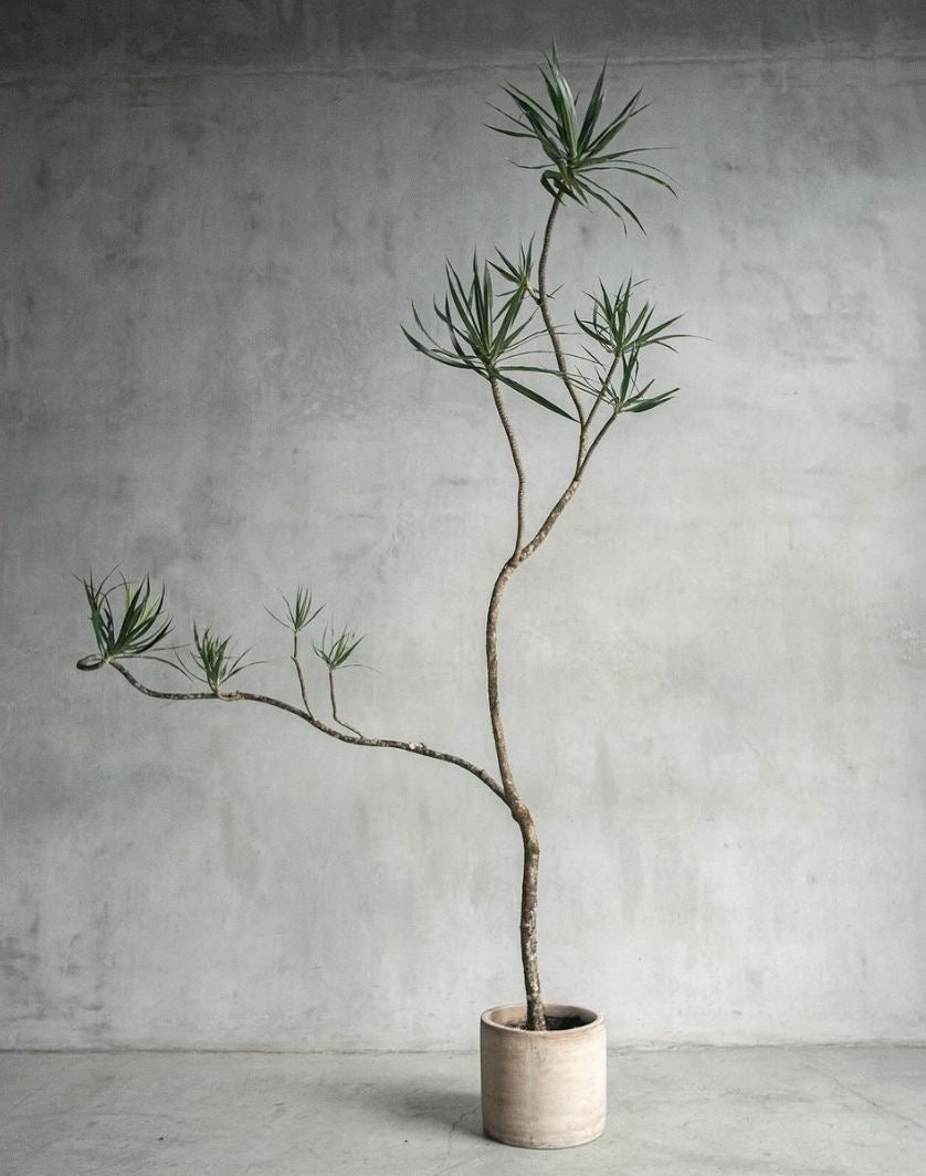 10ft Dracaena Marginata