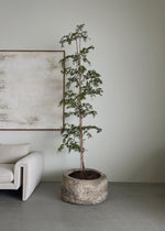 Load image into Gallery viewer, Specialty Pots
