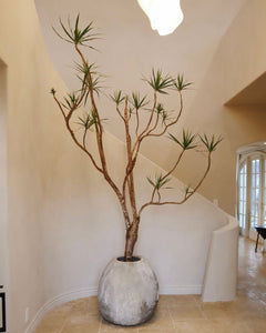 10ft Dracaena Marginata