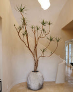 Load image into Gallery viewer, Specialty Pots
