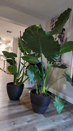 Load image into Gallery viewer, 5ft Alocasia Elephant Ear
