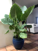 Load image into Gallery viewer, 5ft Alocasia Elephant Ear
