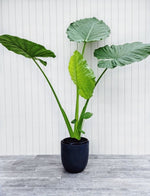 Load image into Gallery viewer, 5ft Alocasia Elephant Ear

