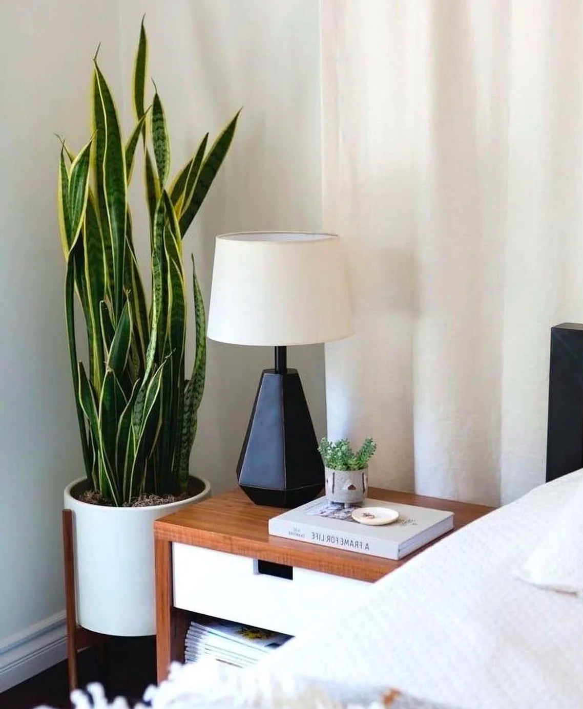 4ft Snake Plant