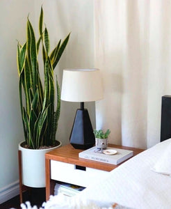 4ft Snake Plant