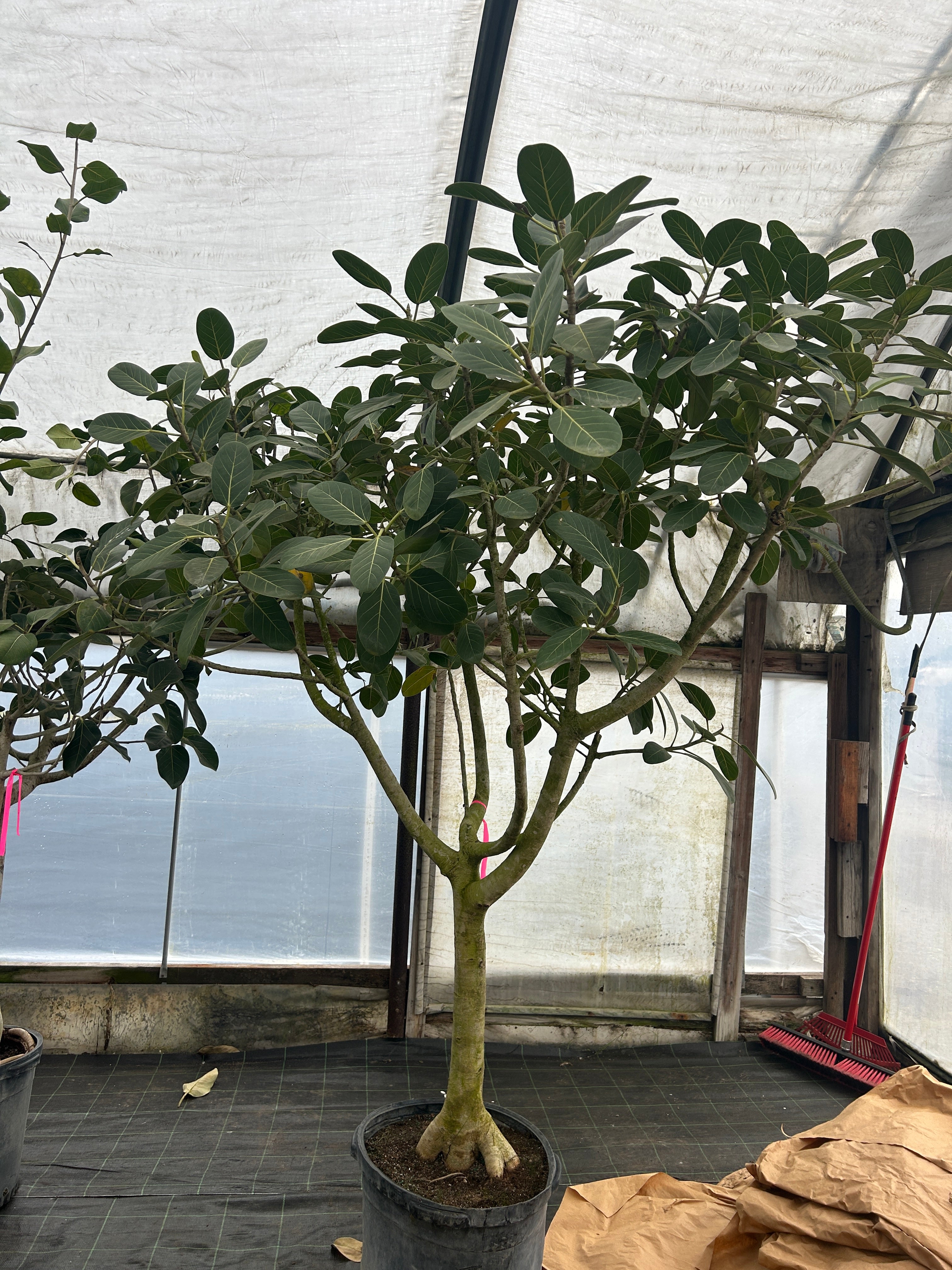 Large 8ft Ficus Audrey