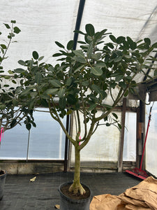 Large 8ft Ficus Audrey