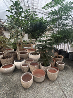 Load image into Gallery viewer, Specialty Pots
