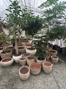 Specialty Pots